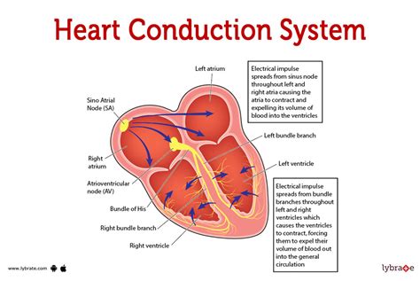 heart box electric diagram|illustration of heart with label.